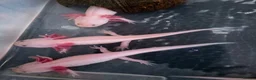 Axolotl reptiles for sale: Junior Axolotls - AVAILABLE NOW - Advert 1