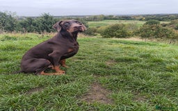 Dobermann dogs for sale: 9 month old doberman  - Image 5