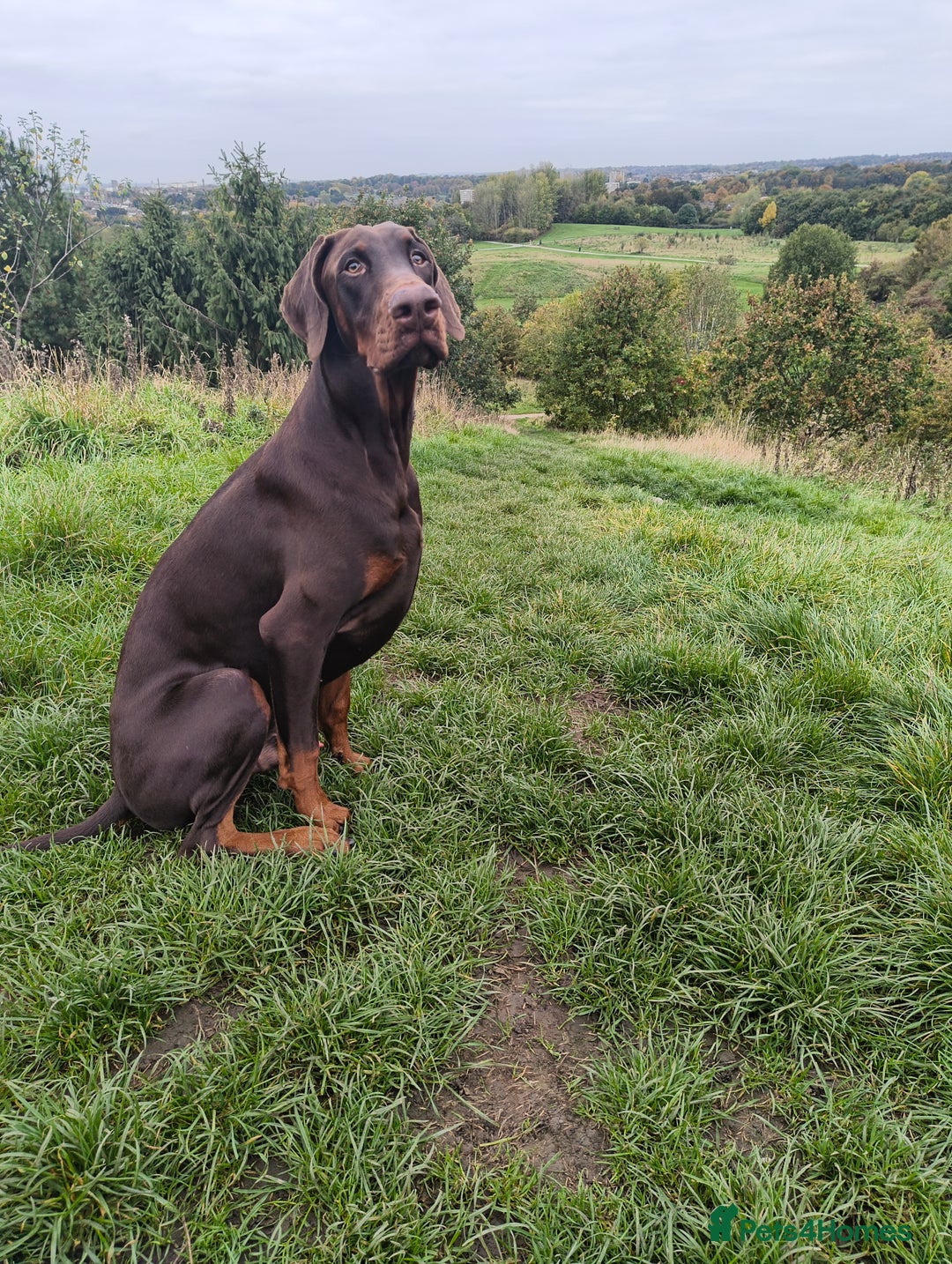 Dobermann dogs for sale: 9 month old doberman  - Image 5