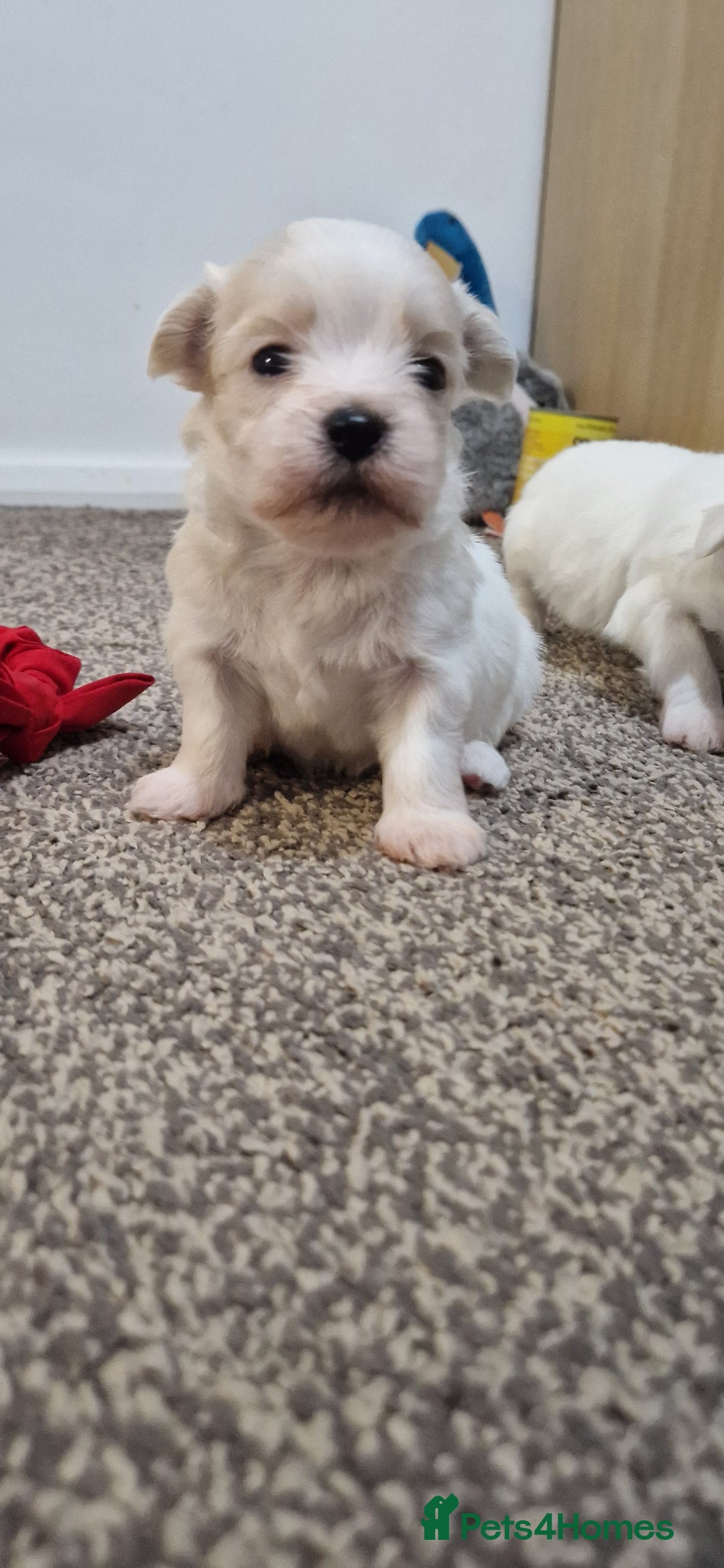 Mixed Breed dogs for sale: Bichon havaneze! - Advert 7