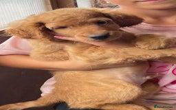 Cockapoo dogs for sale: Cockapoo Red Pups - Image 1