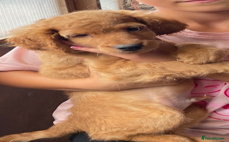 Cockapoo dogs - Advert 12