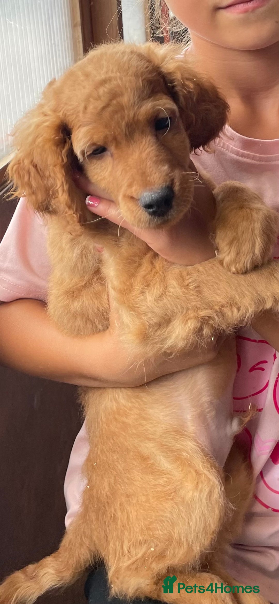 Cockapoo dogs for sale: Cockapoo Red Pups - Image 1