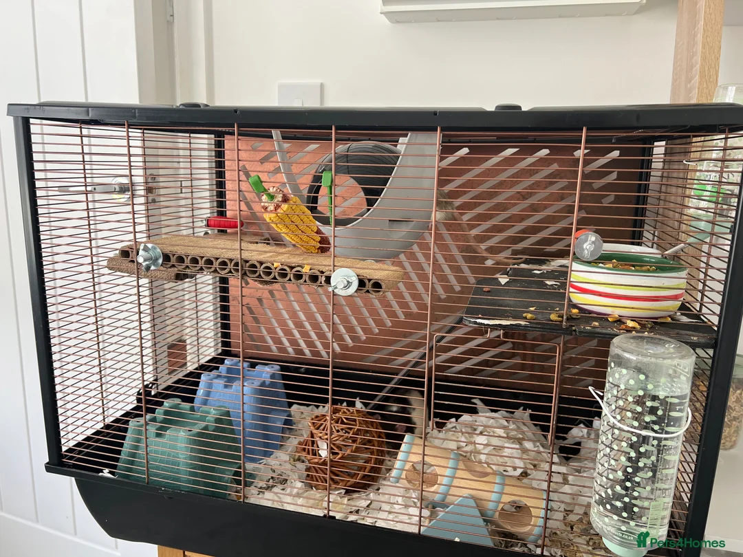 Rat rodents for sale: Two lovely Male rats free to a loving home. in Plymouth - Advert 3