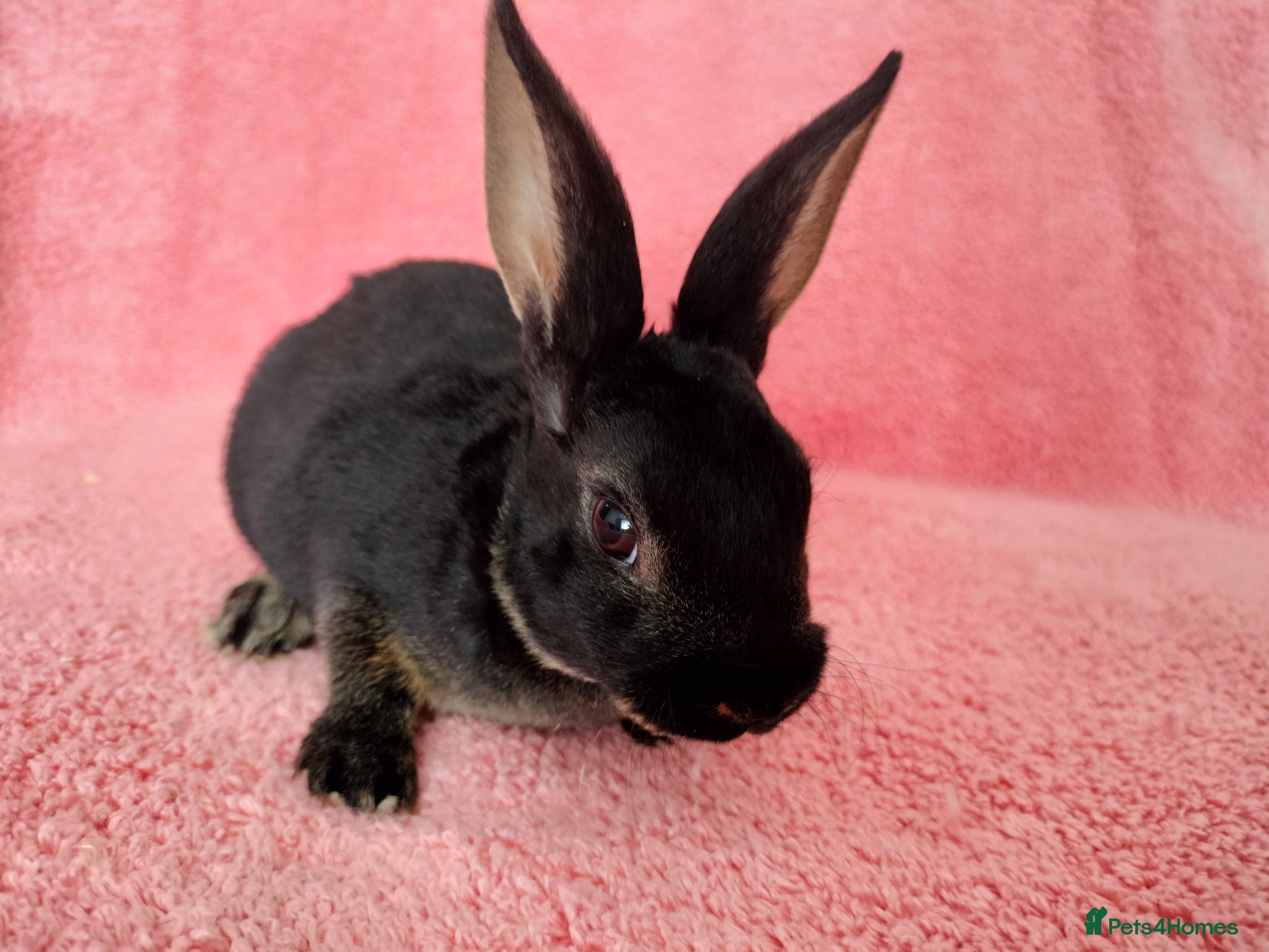 Rex rabbits Baby mini rex for sale  - Advert 4