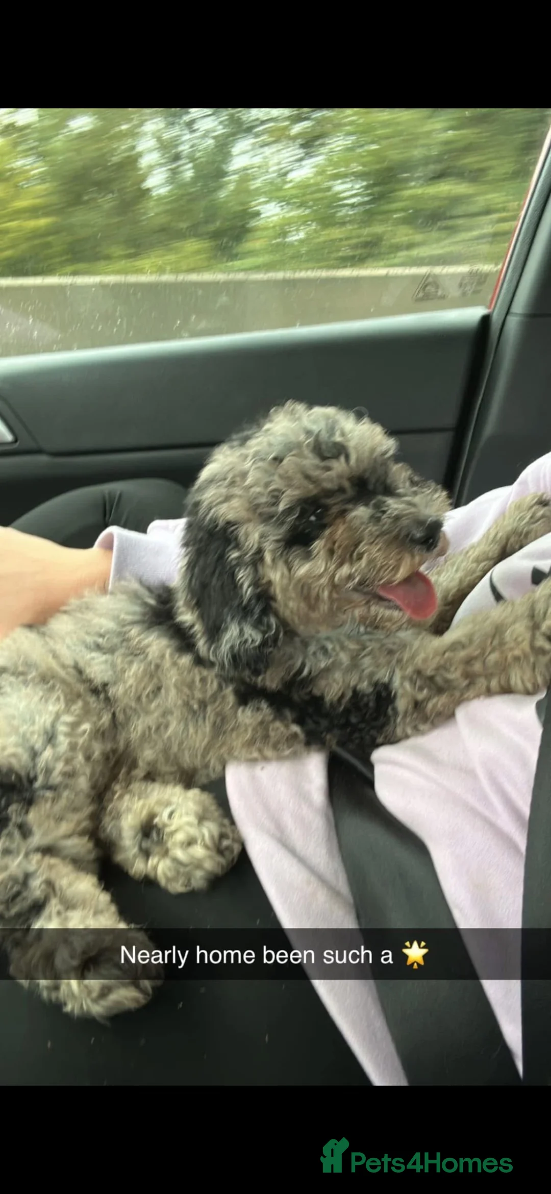 Goldendoodle dogs for stud: Blue Merle mini goldendoodle f2bb - Advert 3