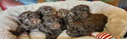 Toy Poodle dogs for sale: KC REG CHOCOLATE TOY POODLE PUPPYS  - Advert 11