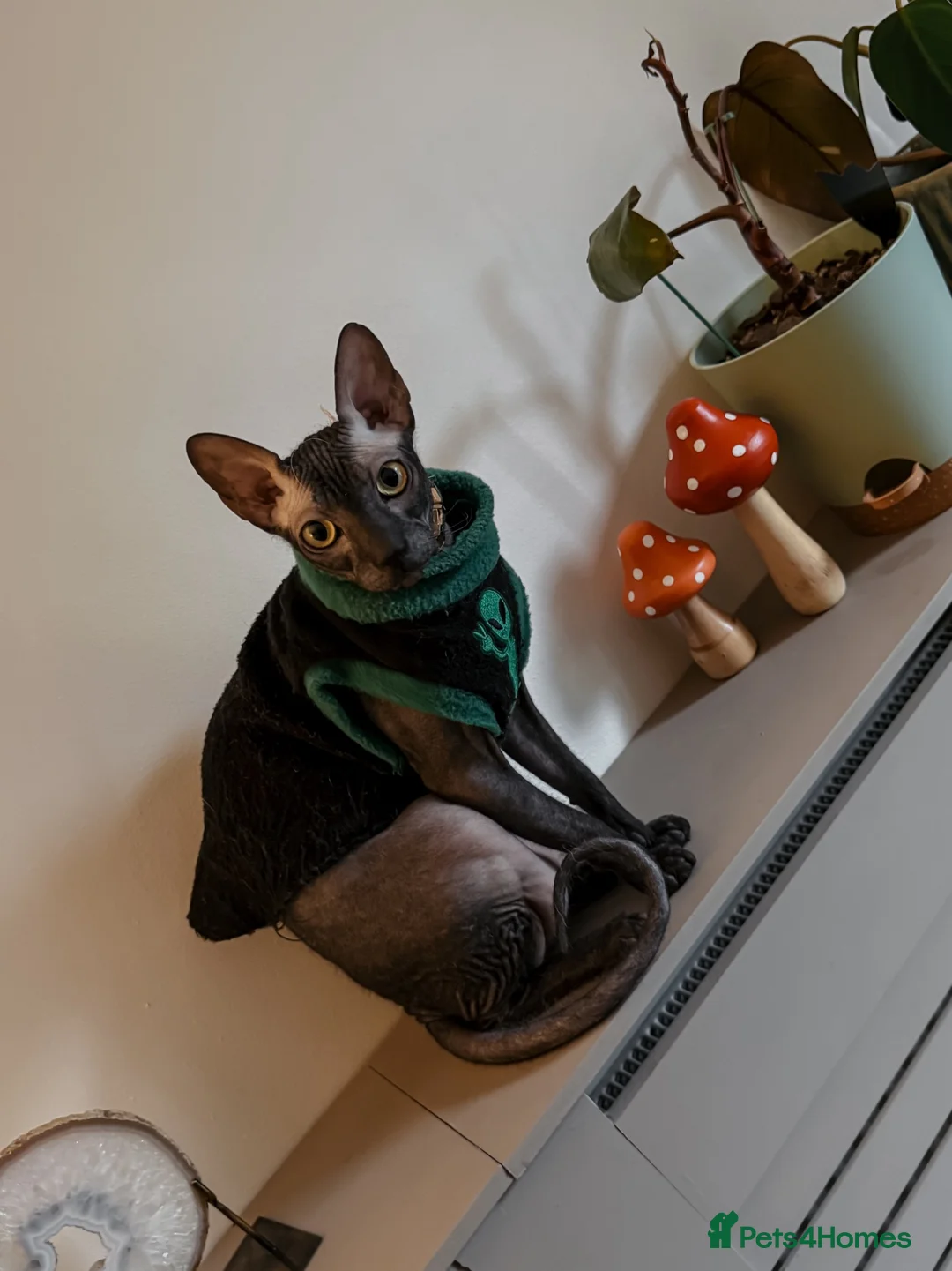 Sphynx cats for sale: Our beloved sphynx siblings  - Advert 2