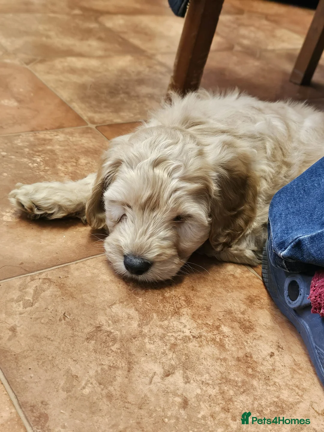 Cockapoo dogs for sale: Bred From Health Tested Parents - Advert 5