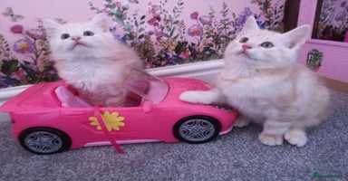 Maine Coon cats - Advert 8