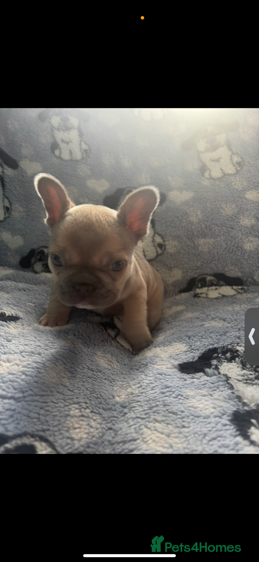 French Bulldog dogs for sale: French bulldog puppys - Advert 3