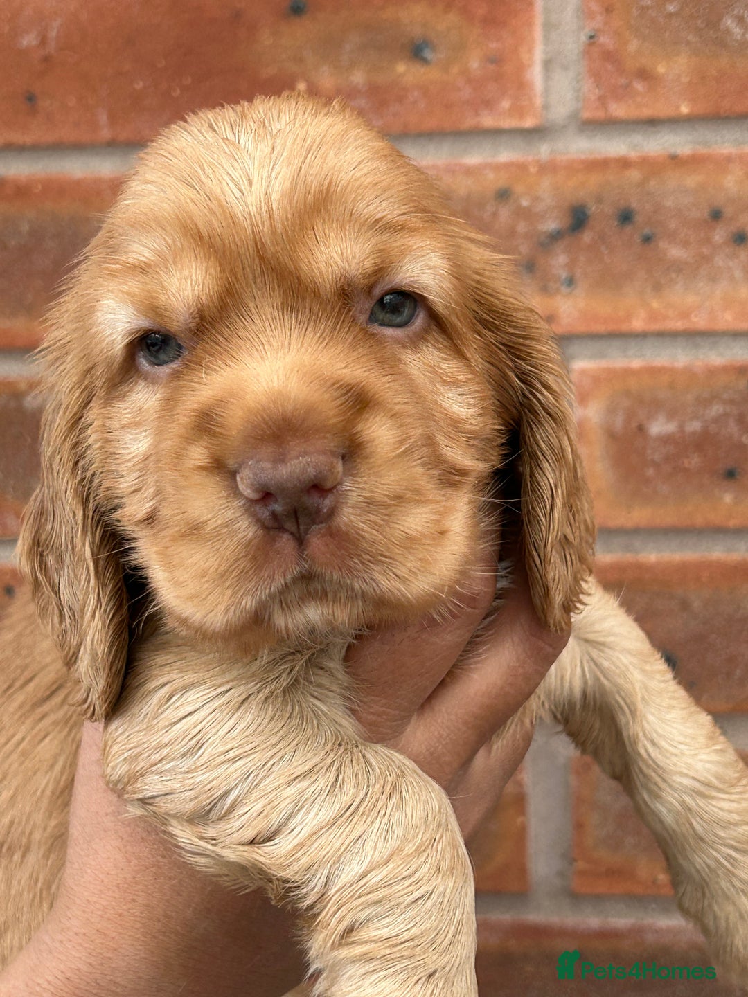 Cocker Spaniel dogs for sale: 🐾🐶 SHOW TYPE COCKER SPANIELS🐶🐾 - Image 18