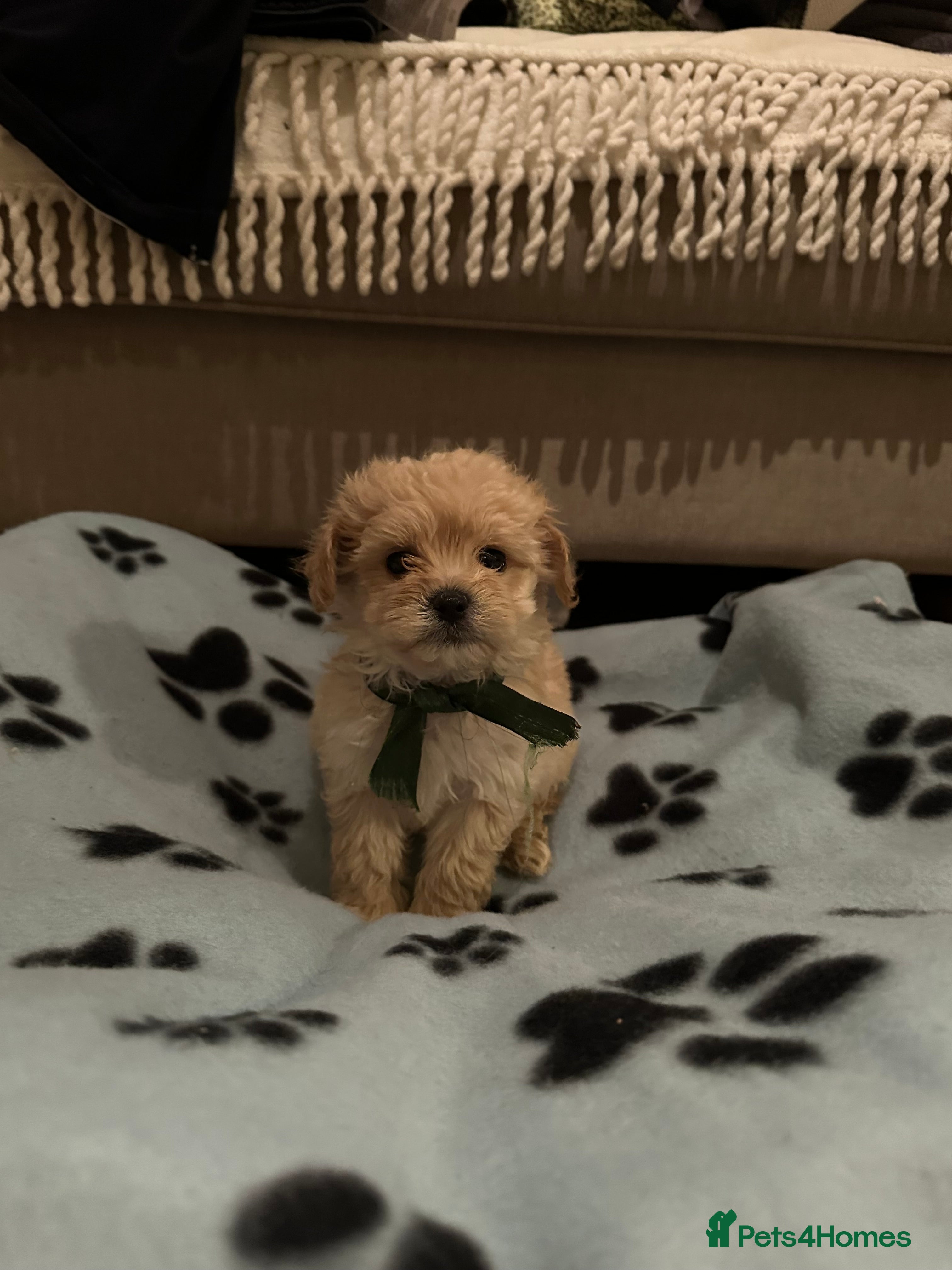 Maltipoo dogs Beautiful Maltipoo Puppies - Advert 3