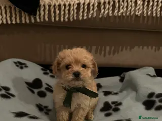 Maltipoo dogs Beautiful Maltipoo Puppies - Advert 5