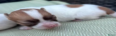 Chihuahua 4
