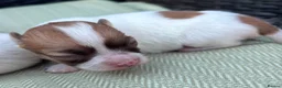 Chihuahua dogs for sale: Chihuahua merle puppies - Advert 9