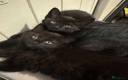 British Longhair cats for sale: 2 Black kittens  - Image 3