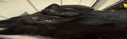 British Longhair cats for sale: 2 Black kittens  - Advert 3