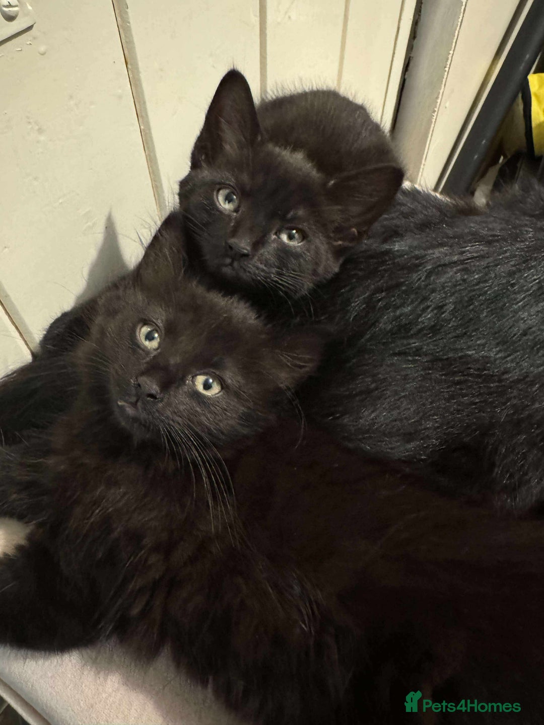 British Longhair cats for sale: 2 Black kittens  - Image 3