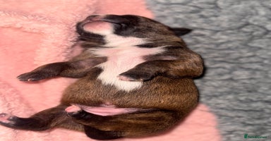 Staffordshire Bull Terrier dogs - Advert 5