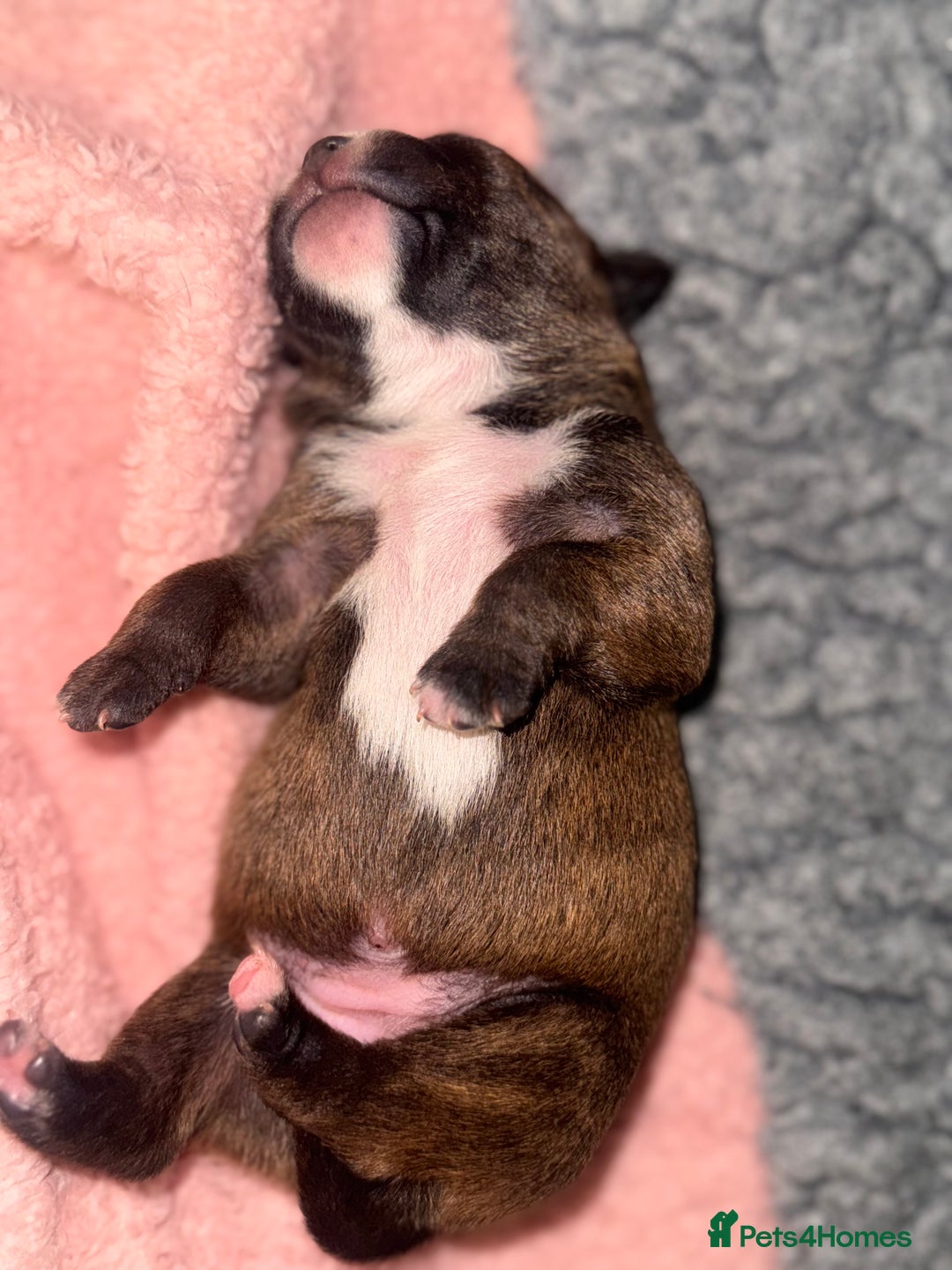 Staffordshire Bull Terrier dogs for sale: KC Staffordshire Bull Terrier - Image 19