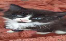 Mixed Breed cats for sale: Fluffy kittens for sale  - Image 2