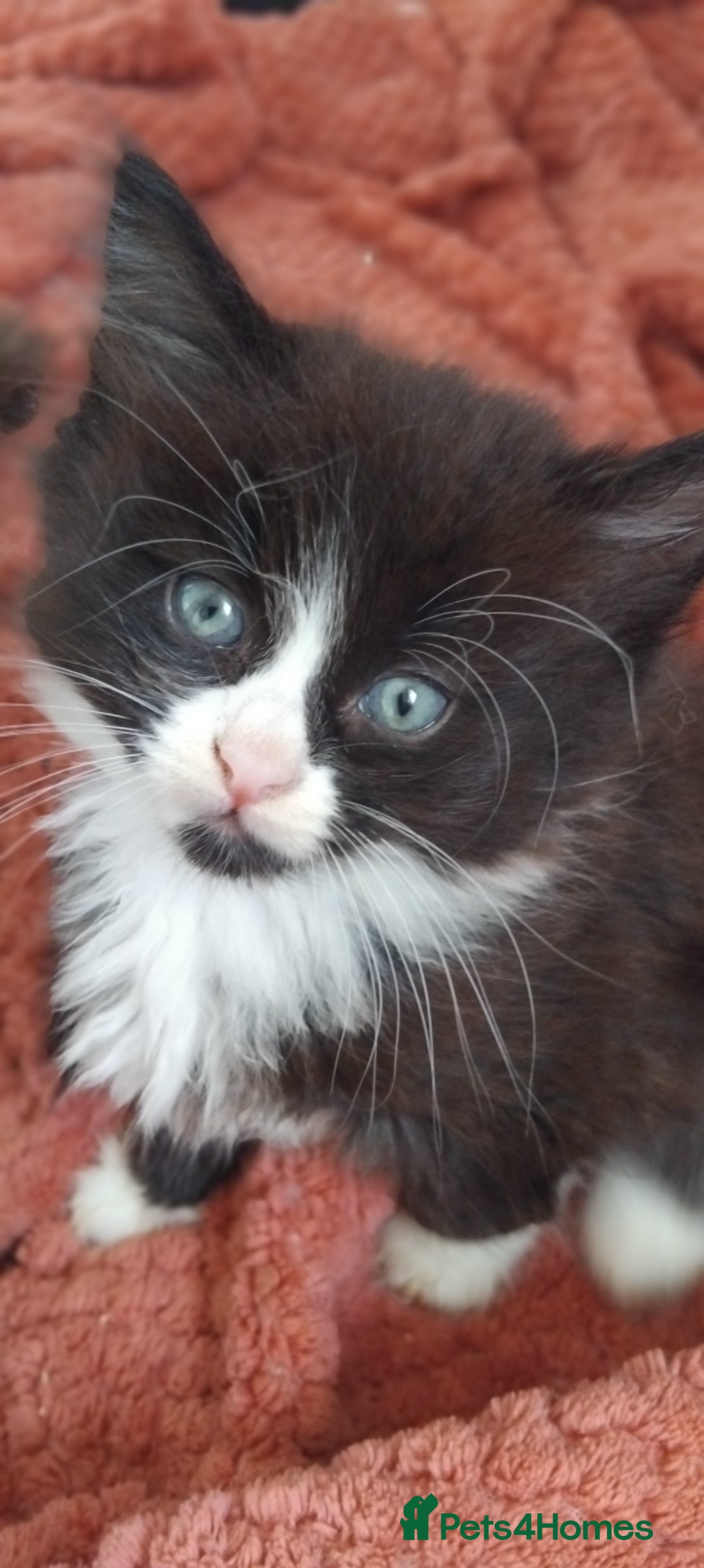 Mixed Breed cats for sale: Fluffy kittens for sale  - Image 2