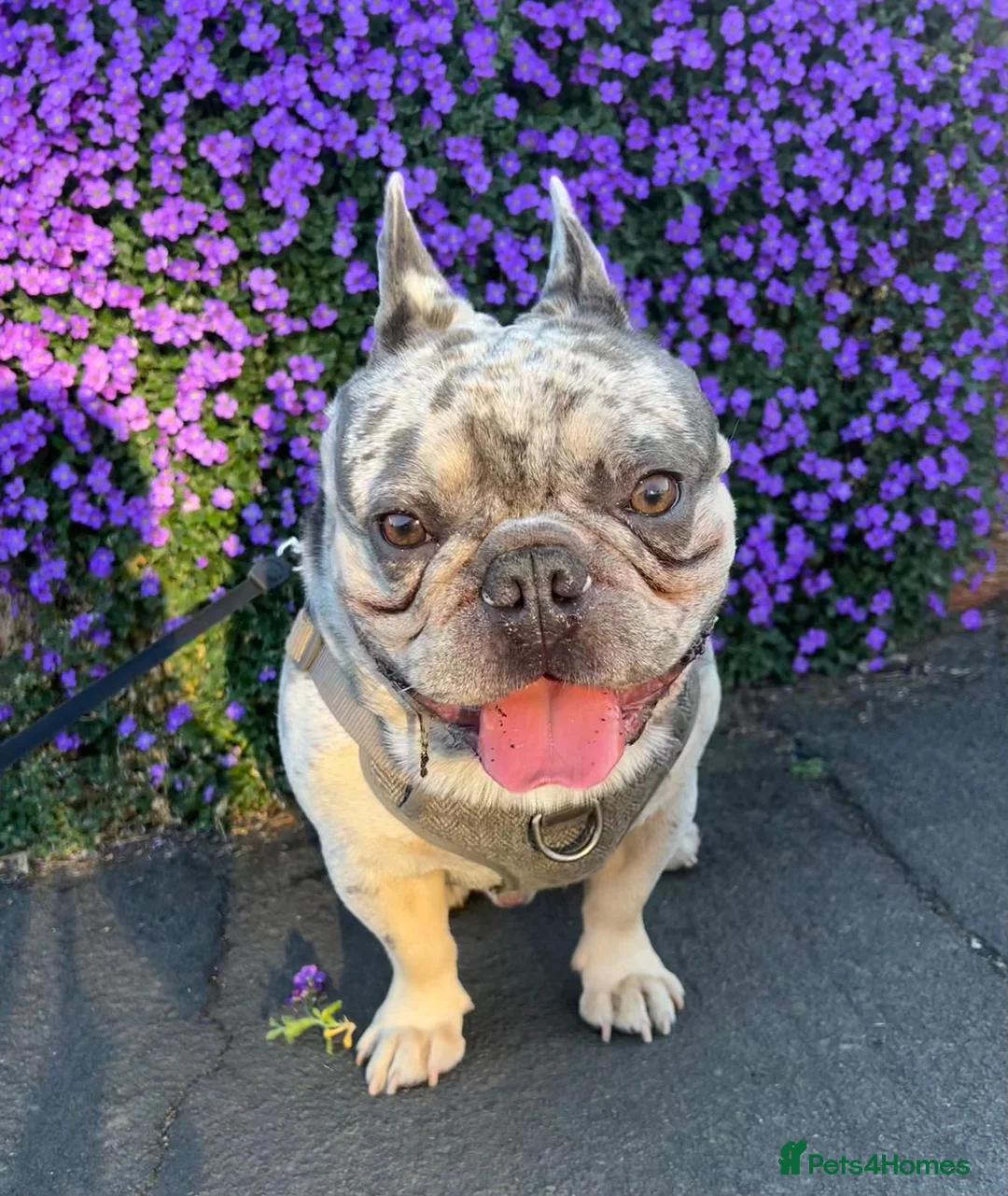 French Bulldog dogs for stud: Stunning blue merle 2year old stud - PROVEN in Lichfield - Advert 12