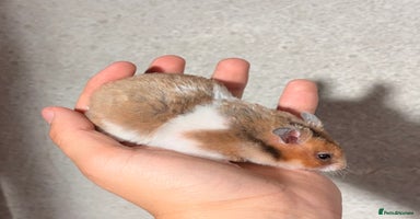 Hamster rodents - Advert 5