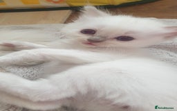 Ragdoll cats for sale: Beautiful GCCF lilac and Cream Point kittens - Image 5