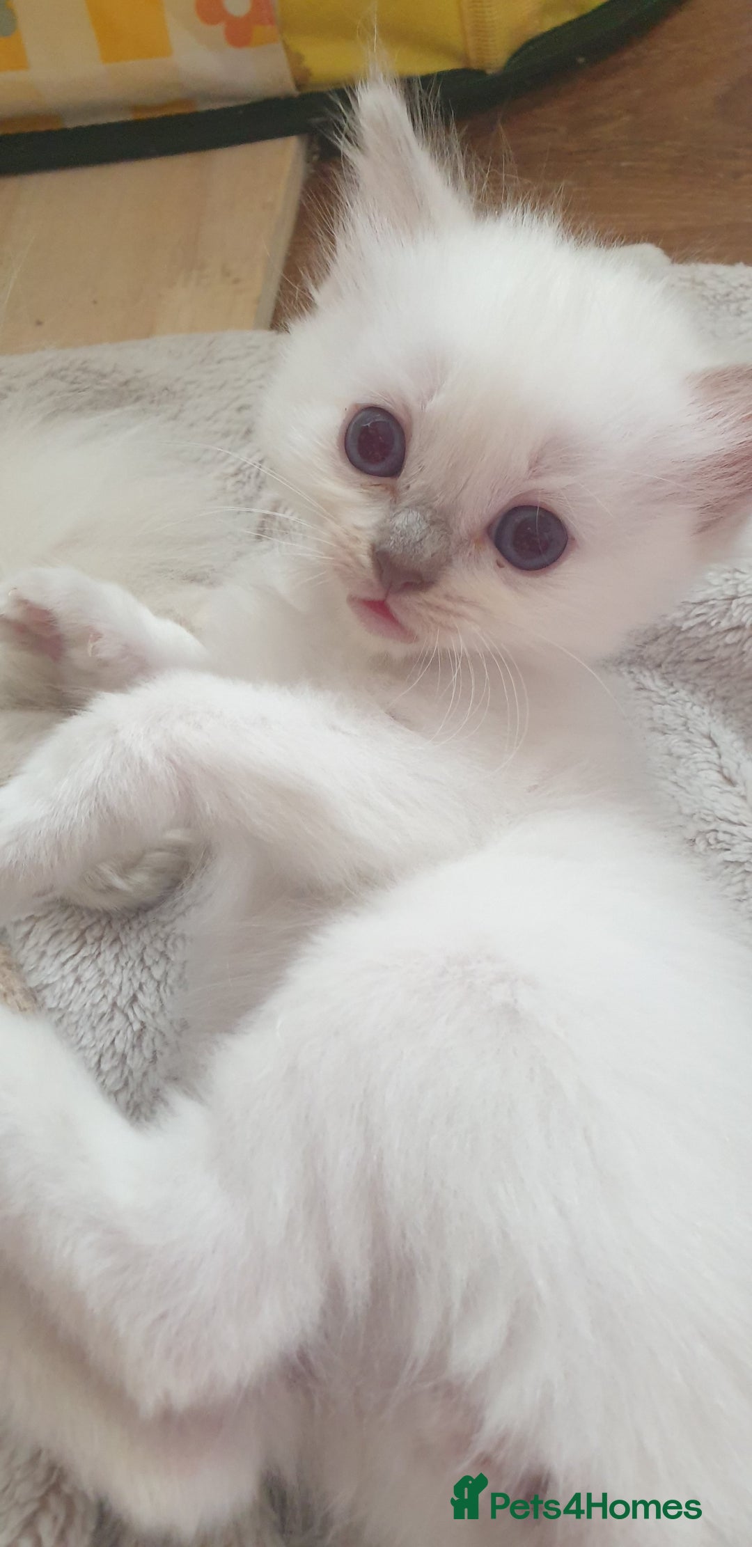 Ragdoll cats for sale: Beautiful GCCF lilac and Cream Point kittens - Image 5