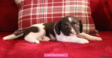 English Springer Spaniel dogs Health Tested English Springer Spaniel Puppies - Advert 14