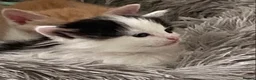 Ragdoll cats for sale: Adorable Ragdoll Cross Kittens - Advert 9