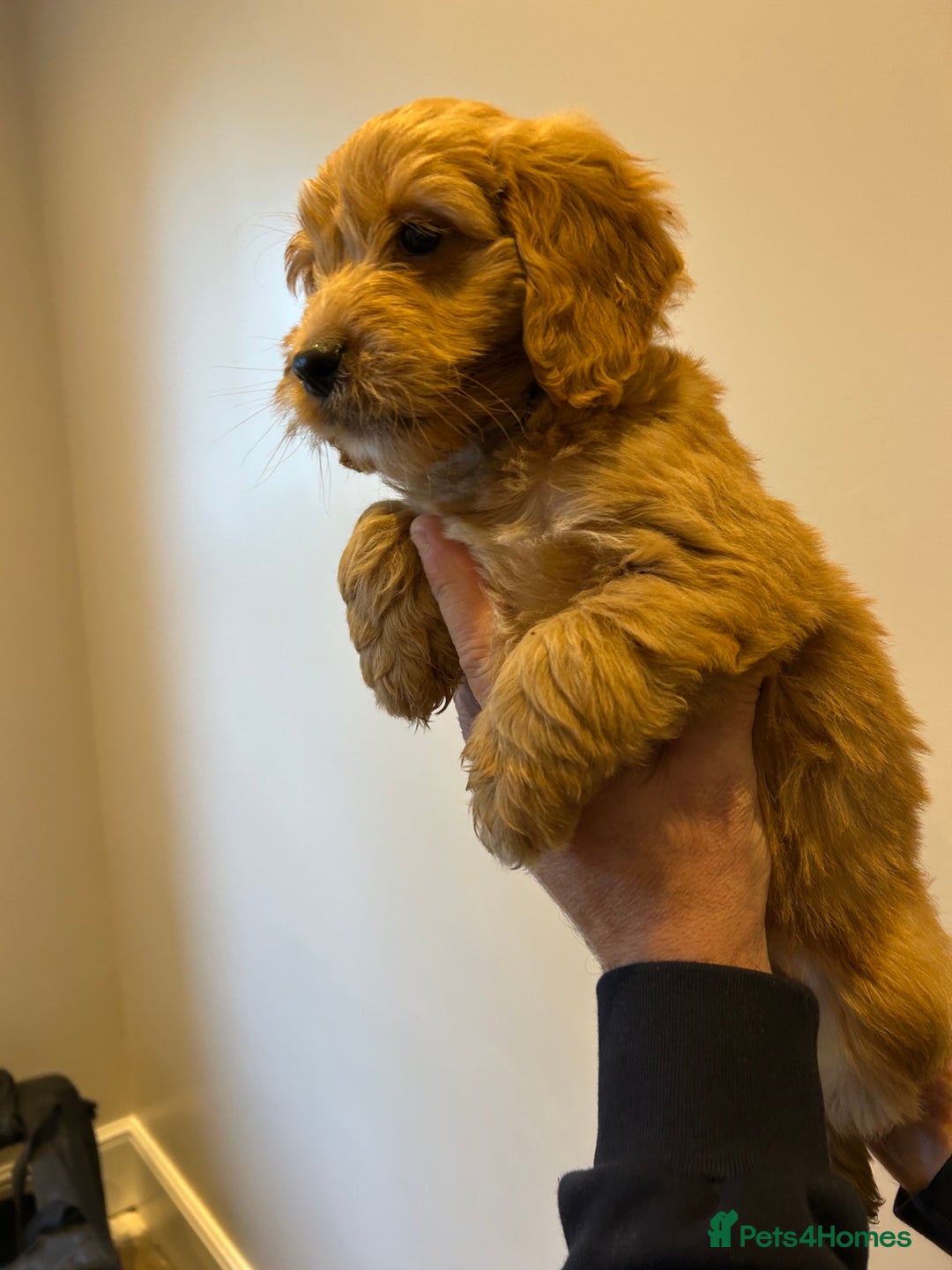 Cockapoo dogs for sale: Cockapoo puppies f1 gorgeous little babys - Advert 18