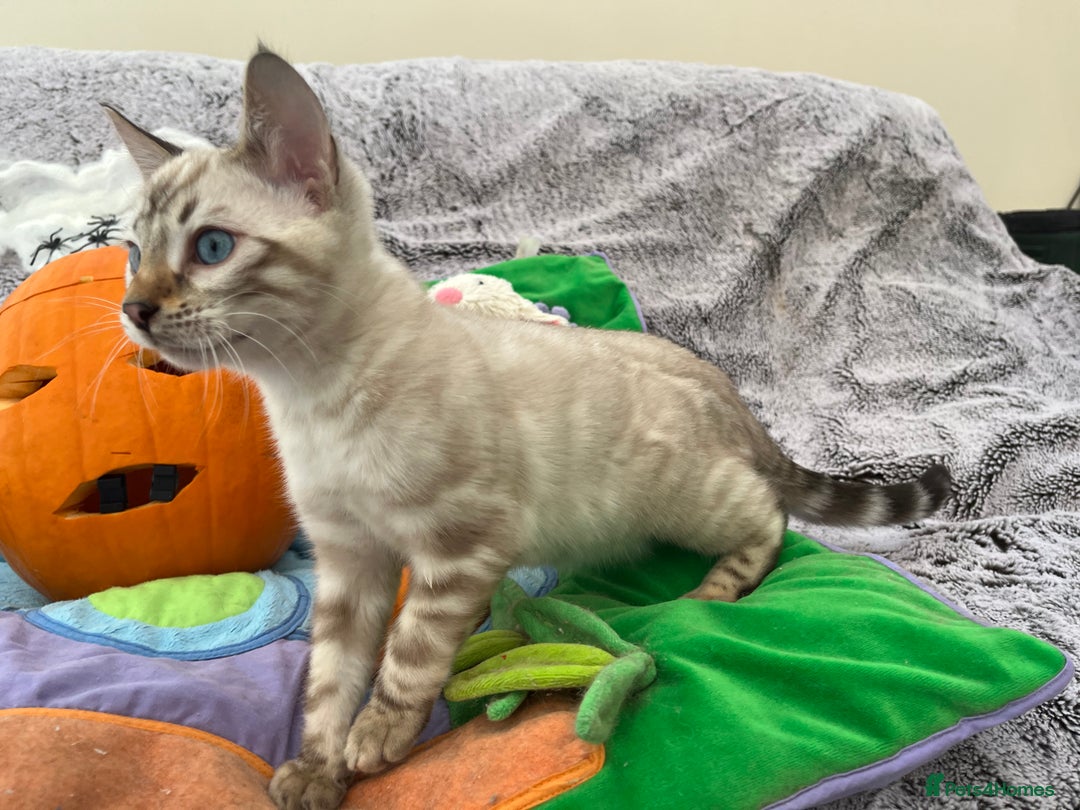 Bengal cats for sale: OUTSTANDING TICA reg BENGAL KITTENS - Image 12