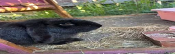 French Lop rabbits for sale: Boy rabbit to rehome  in Stanley - Advert 2