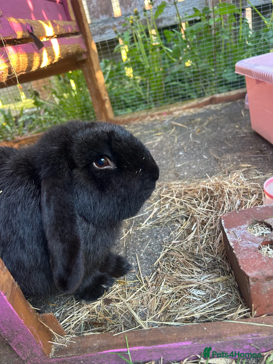 French Lop rabbits for sale: Boy rabbit to rehome  in Stanley - Advert 2