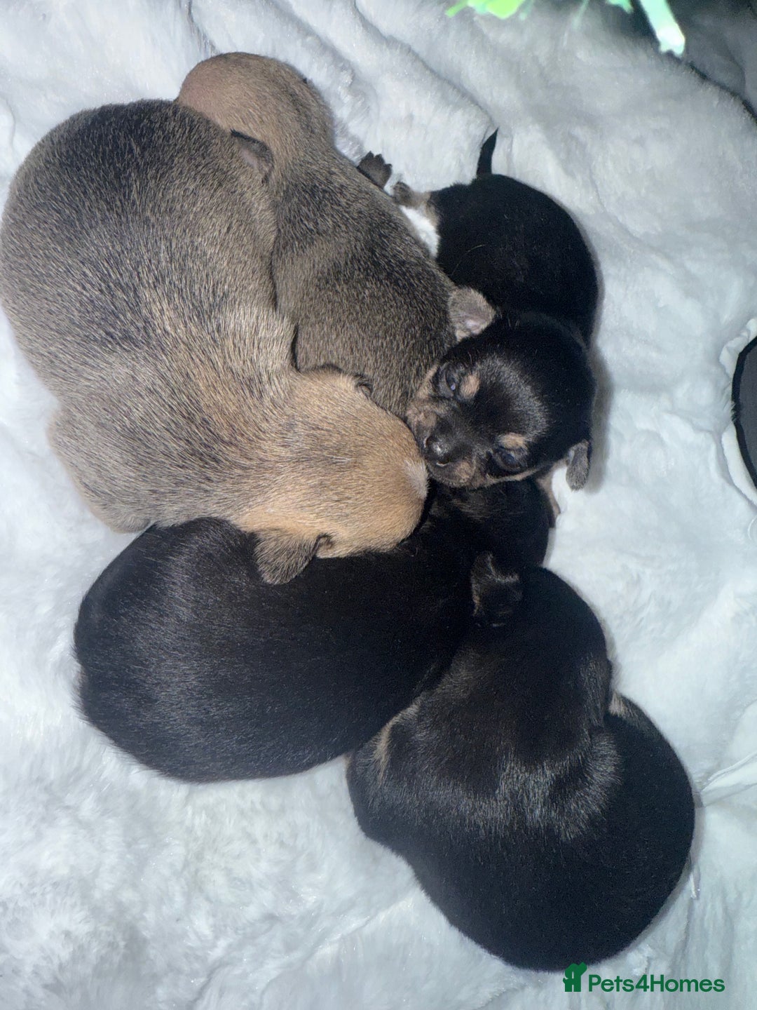 Mixed Breed dogs for sale: Puppies for sale - Advert 7