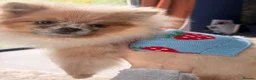 Pomeranian dogs for sale: Stunning Merle Blue Eyes Pomeranian  - Advert 3
