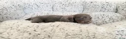 Miniature Dachshund dogs for sale: KC short haired and long haired puppies  - Advert 19