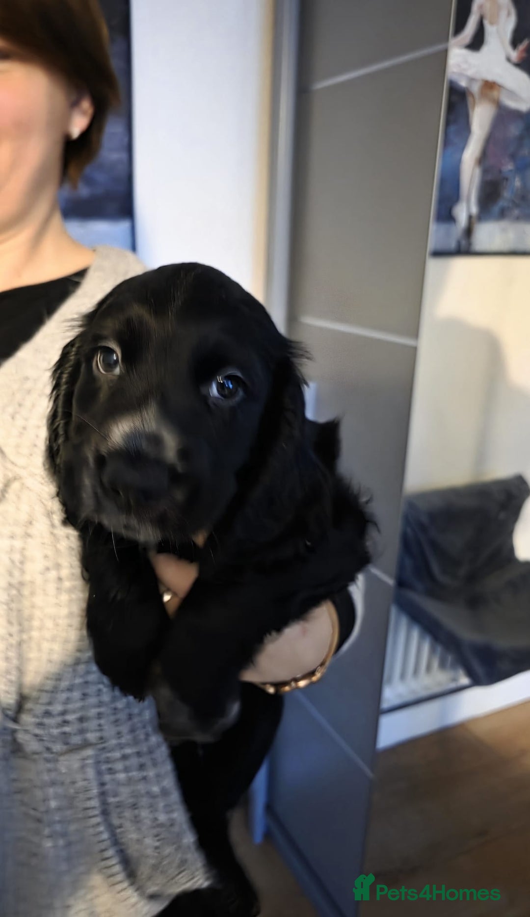 English Springer Spaniel dogs for sale: Spaniel puppies 1 Girl & 3 Boys  - Advert 5