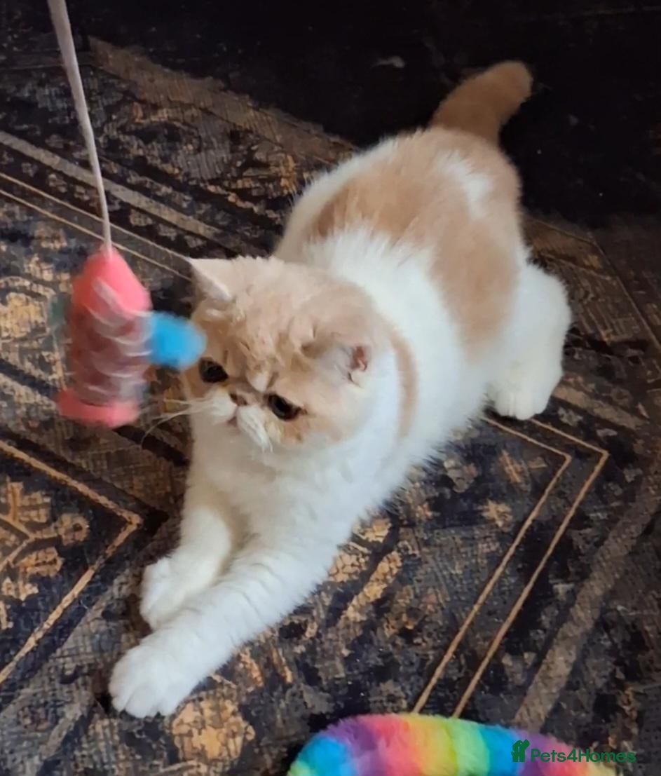 Exotic cats Stunning exotic/persian kittens - Advert 2