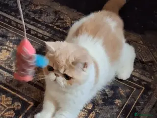 Exotic cats Stunning exotic/persian kittens - Advert 2