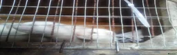 Ferret rodents for sale: Young ferrets for sale in Seaham - Advert 2
