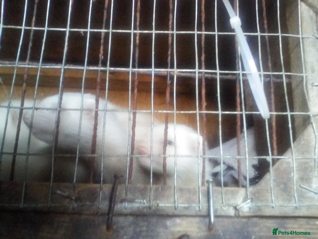 Ferret rodents for sale: Young ferrets for sale in Seaham - Advert 2