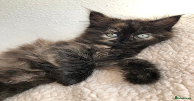Siberian cats - Advert 2
