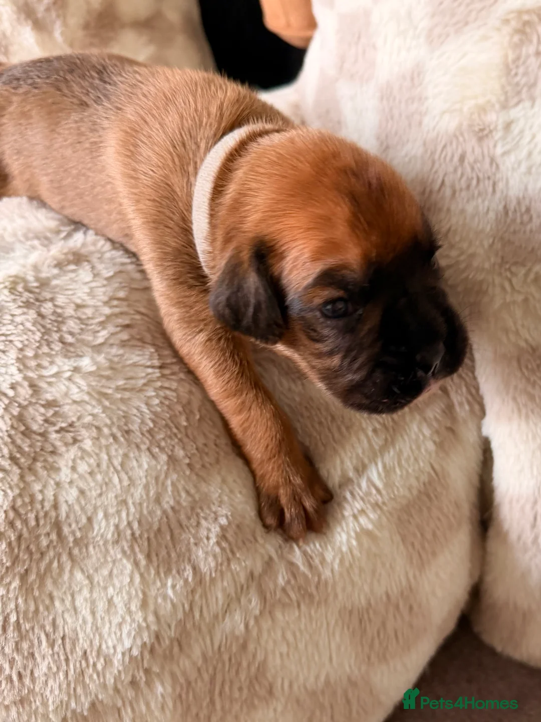 Boxer dogs for sale: KC Reg Boxers - 5 Beautiful Girls Ready Soon - Advert 7