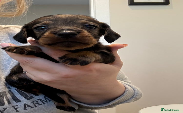 Dachshund dogs Wire haired Teckel puppies  - Advert 1