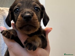 Dachshund dogs Wire haired Teckel puppies - Advert 1