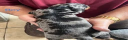Miniature Dachshund dogs for sale: Beautiful mini dachshund  in Sandy - Advert 10